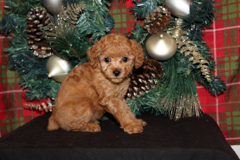 puppy, for, sale, Mini Poodle, Matthew B. Stoltzfus, dog, breeder, Gap, PA, dog-breeder, puppy-for-sale, forsale, nearby, find, puppyfind, locator, puppylocator, aca